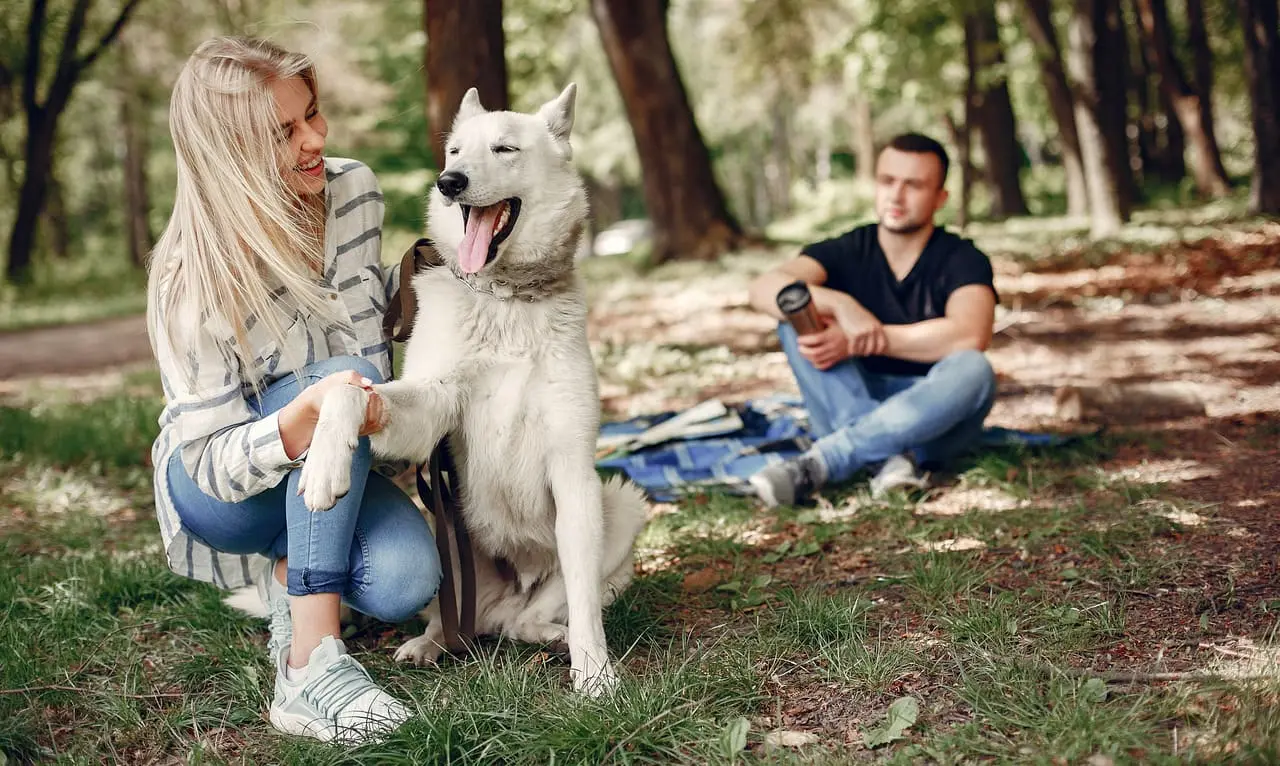 camping with a dog