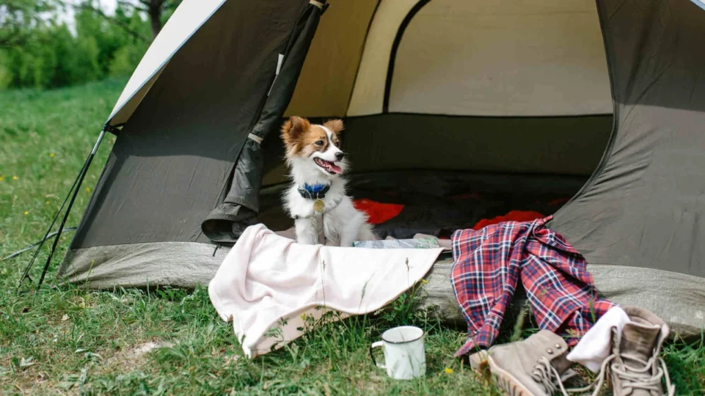 Camping With Dogs