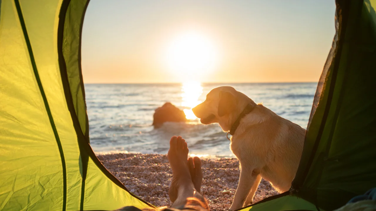 Camping With Dogs