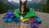 camping stuff for dogs